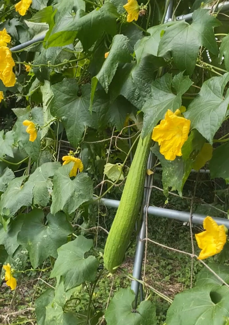 【無料】国産無農薬 固定種へちまの種(10個程度)