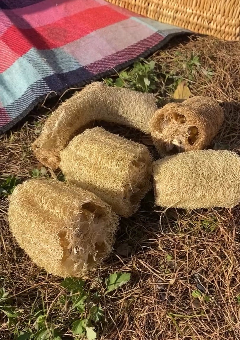 【無料】国産無農薬 固定種へちまの種(10個程度)