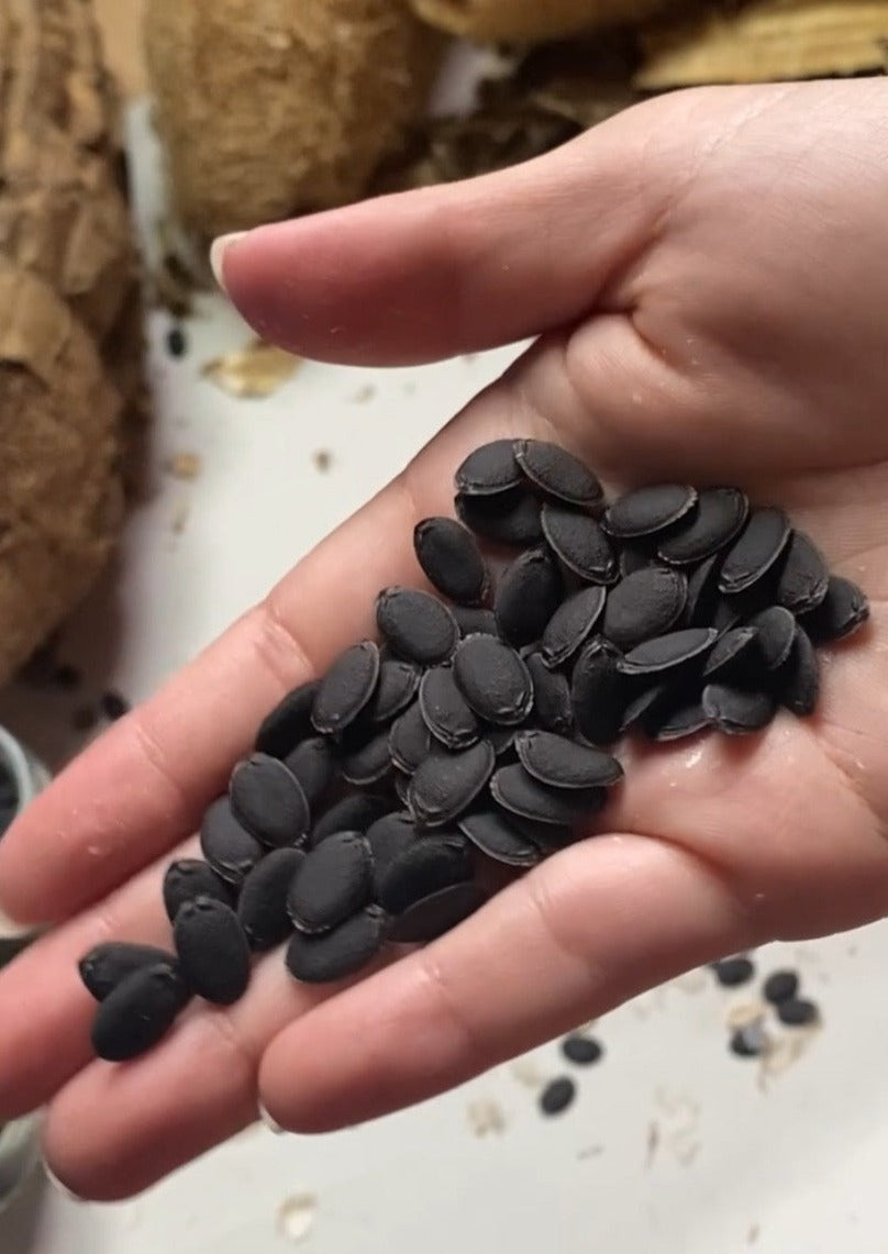 【無料】国産無農薬 固定種へちまの種(10個程度)