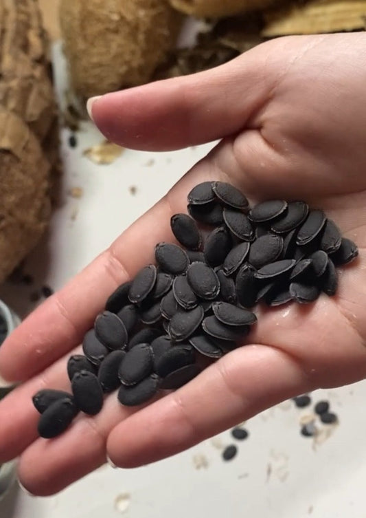 【無料】国産無農薬 固定種へちまの種(10個程度)