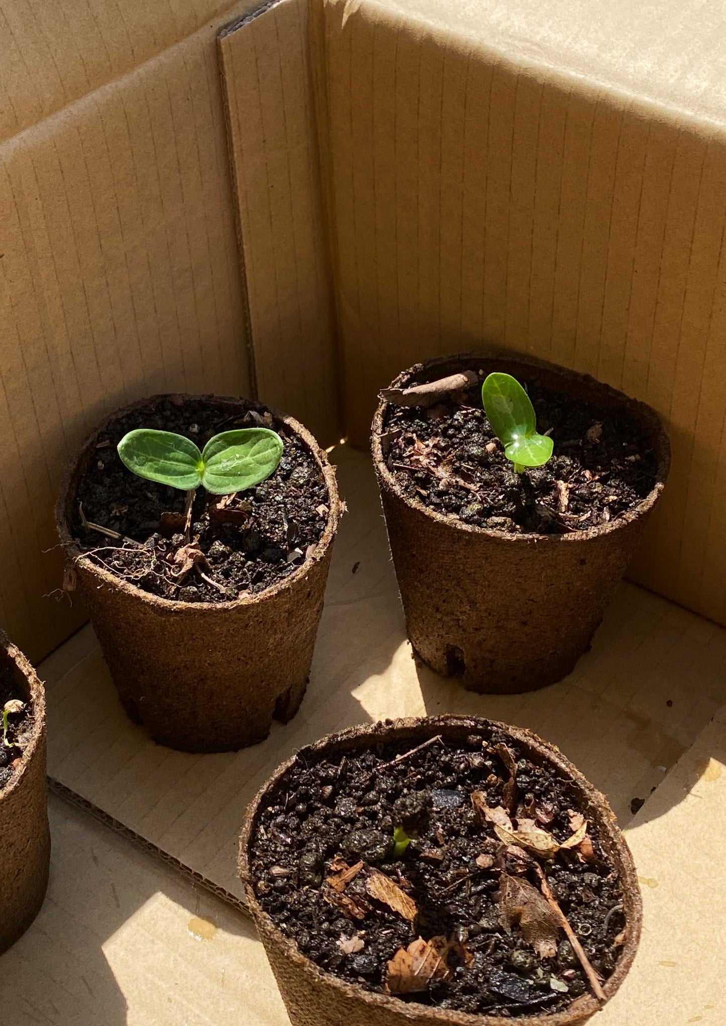 【無料】国産無農薬 固定種へちまの種(10個程度)