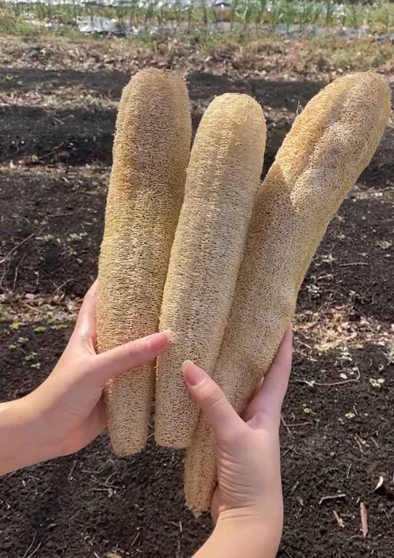 【無料】国産無農薬 固定種へちまの種(10個程度)